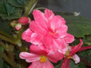 Begonia