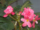 Begonia