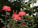 DSCN8493