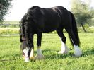 GYPSY COB