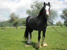 GYPSY COB
