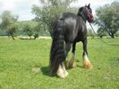 GYPSY COB
