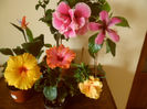 hibiscus grup