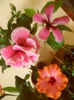 hibiscus grup