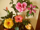 hibiscus grup