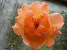 Westerland