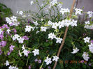 DSCN5093