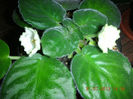 DSCN5097