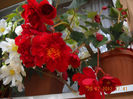 DSCN0981