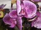 DSCN4290