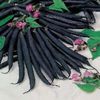 Fasole pitica mov Purple Queen