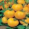 Tomate Golden Sunrise