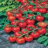 Tomate Red Cherry