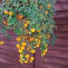 Tomate Tom Yellow