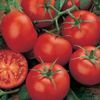 Tomate Moneymaker