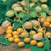 Physalis Golden Berry