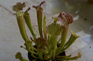 Sarracenia x swaniana