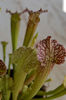 Sarracenia x swaniana