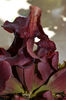 Sarracenia purpurea