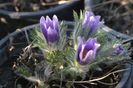 Pulsatilla vurgaris