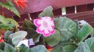 gloxinia