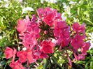 Phlox Starfire (1)