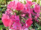 Phlox Starfire (2)