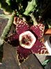 stapelia variegata
