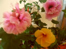 hibiscus grup