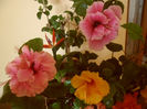 hibiscus grup