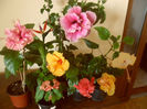 hibiscus grup