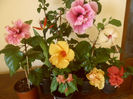 hibiscus grup