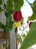 1 august 2013-flori 043