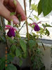 fuchsia mov cu alb
