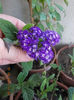 1 august 2013-flori 051