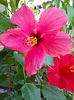 1 august 2013-flori 060