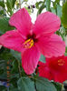 1 august 2013-flori 062