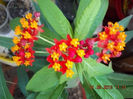 asclepias curassavica