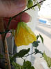 1 august 2013-flori 070