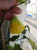 abutilon galben
