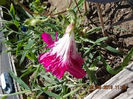 1 august 2013-flori 084