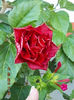 1 august 2013-flori 091