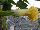 datura galbena balerina tutu