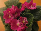 Violete 49