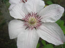 Clematita
