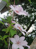 Clematita