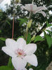 Clematita