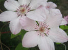 Clematita