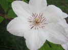 Clematita