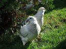 DSC03431